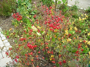 Foto Blaue Hechtrose