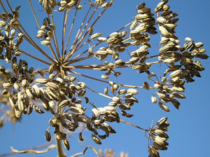 Foto Fenchel