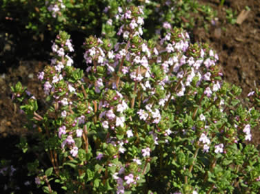 Garten Der Begegnung Germering