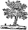 Baum