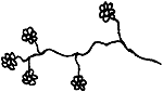 Pflanze