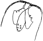 Fledermaus