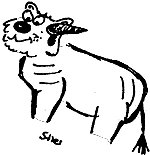 Stier
