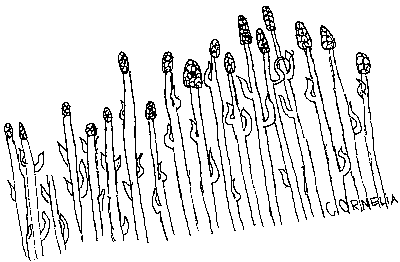 Mais