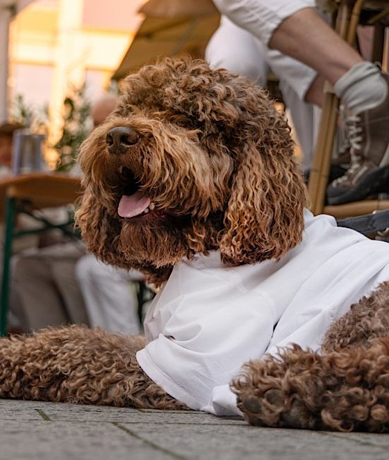 An alle Hunde in Germering: Bitte, nehmt Rcksicht!